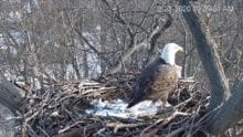 Comcast Business Eagle Cam