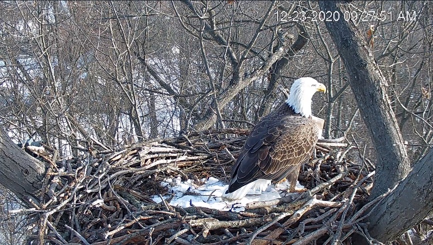 Comcast Business Eagle Cam