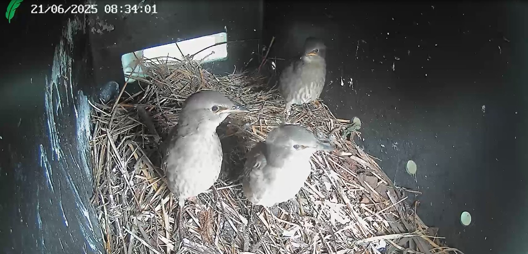 Lehman Sanctuary Owl Cam
